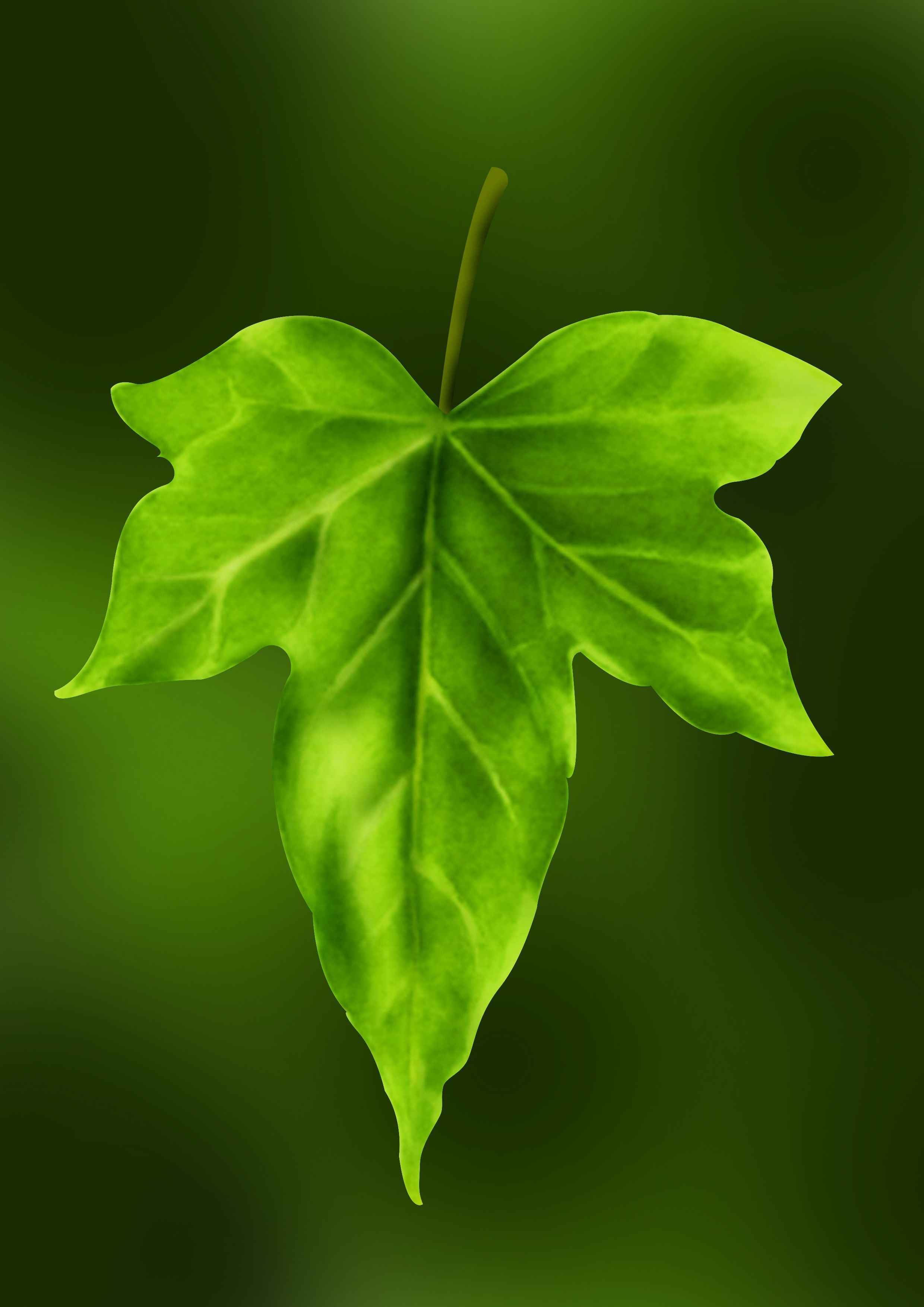 Images of The Leaf | 2480x3508