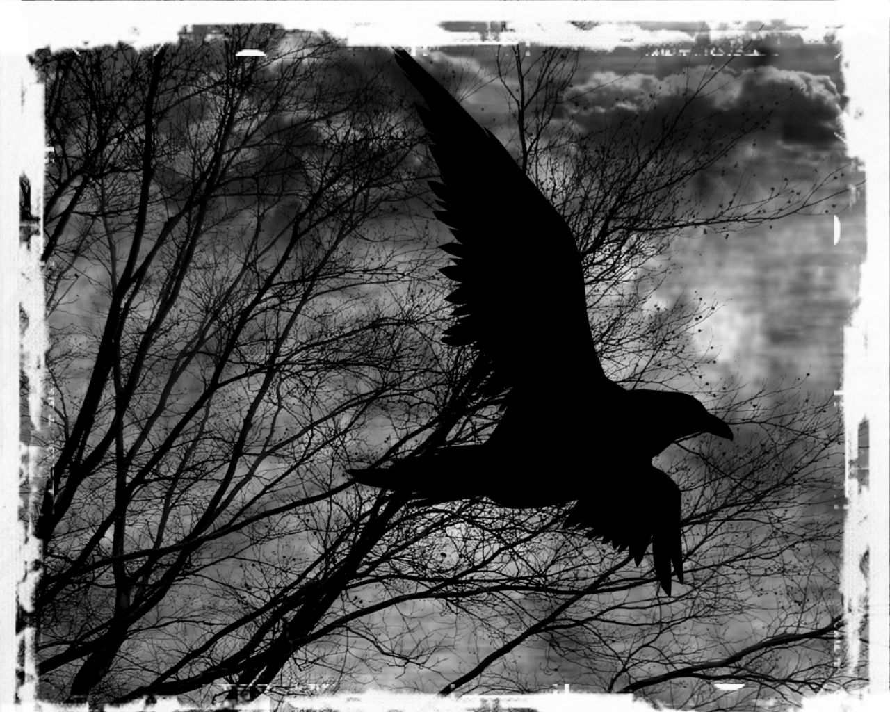 Amazing The Raven Pictures & Backgrounds