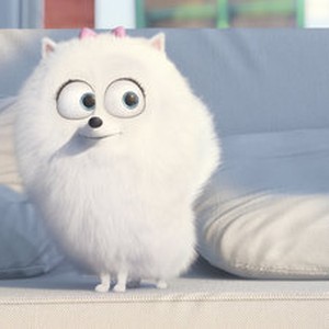 High Resolution Wallpaper | The Secret Life Of Pets 300x300 px