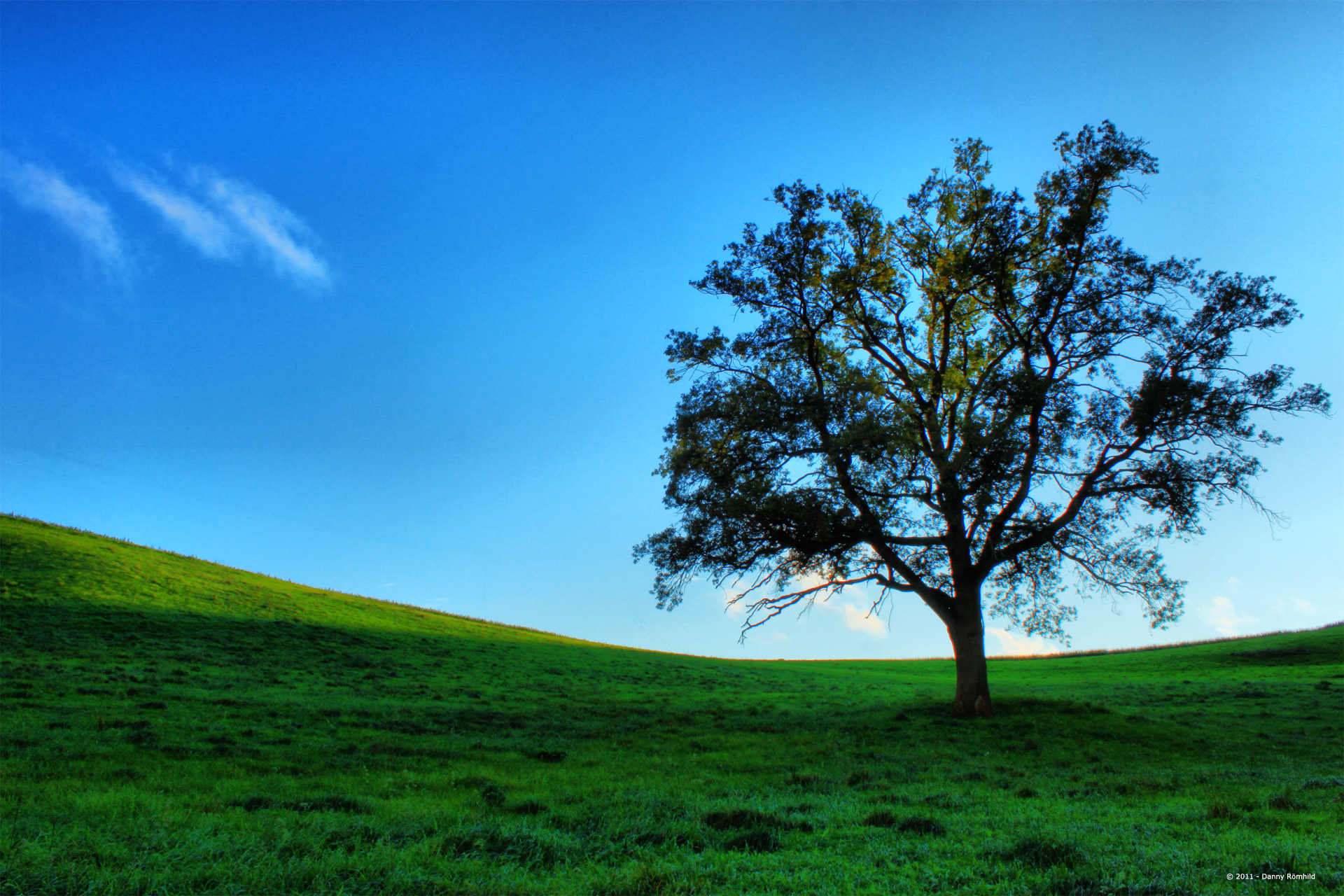 The Tree High Quality Background on Wallpapers Vista