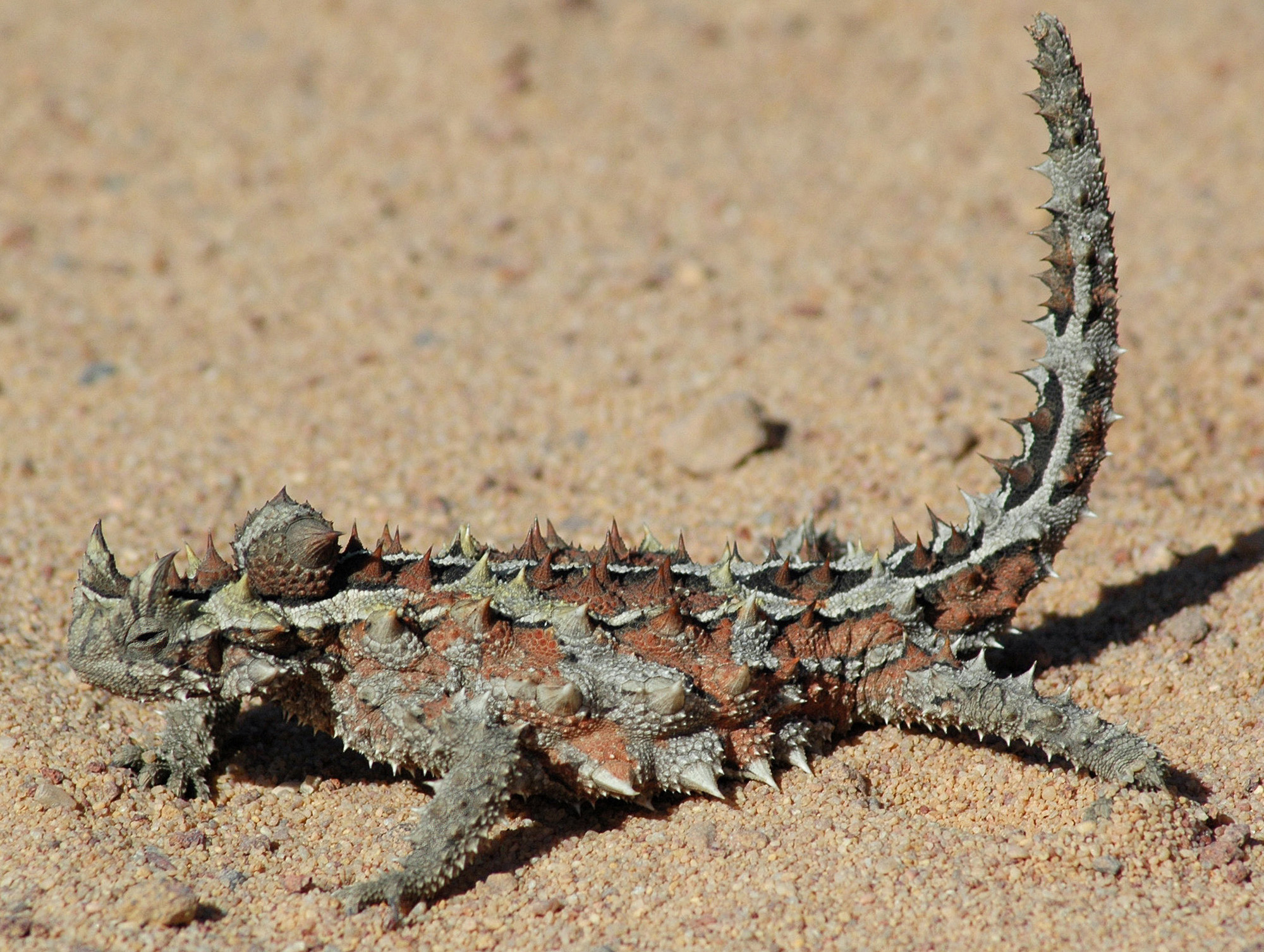 Nice wallpapers Thorny Devil 2000x1507px