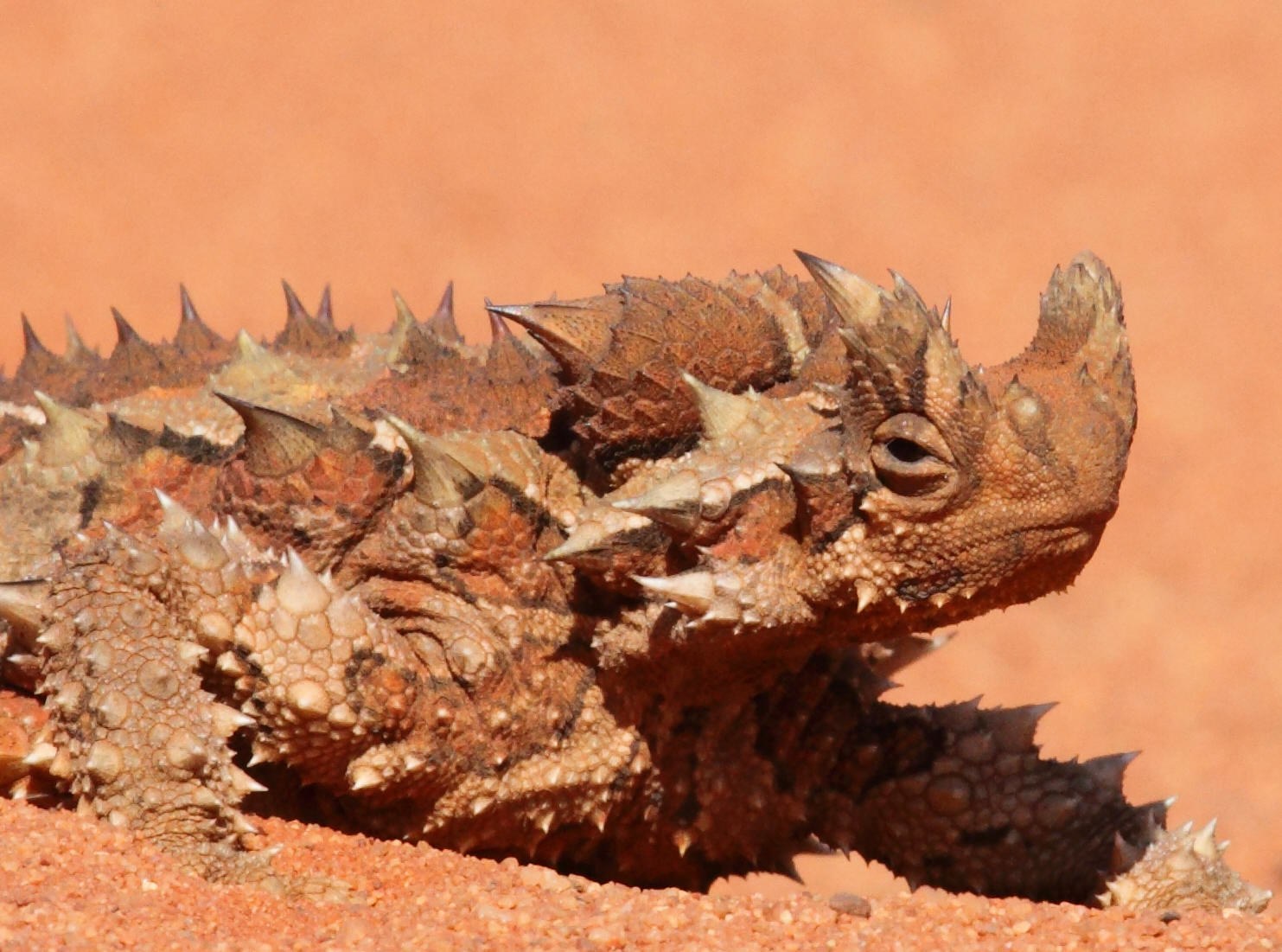 Nice wallpapers Thorny Devil 1483x1101px