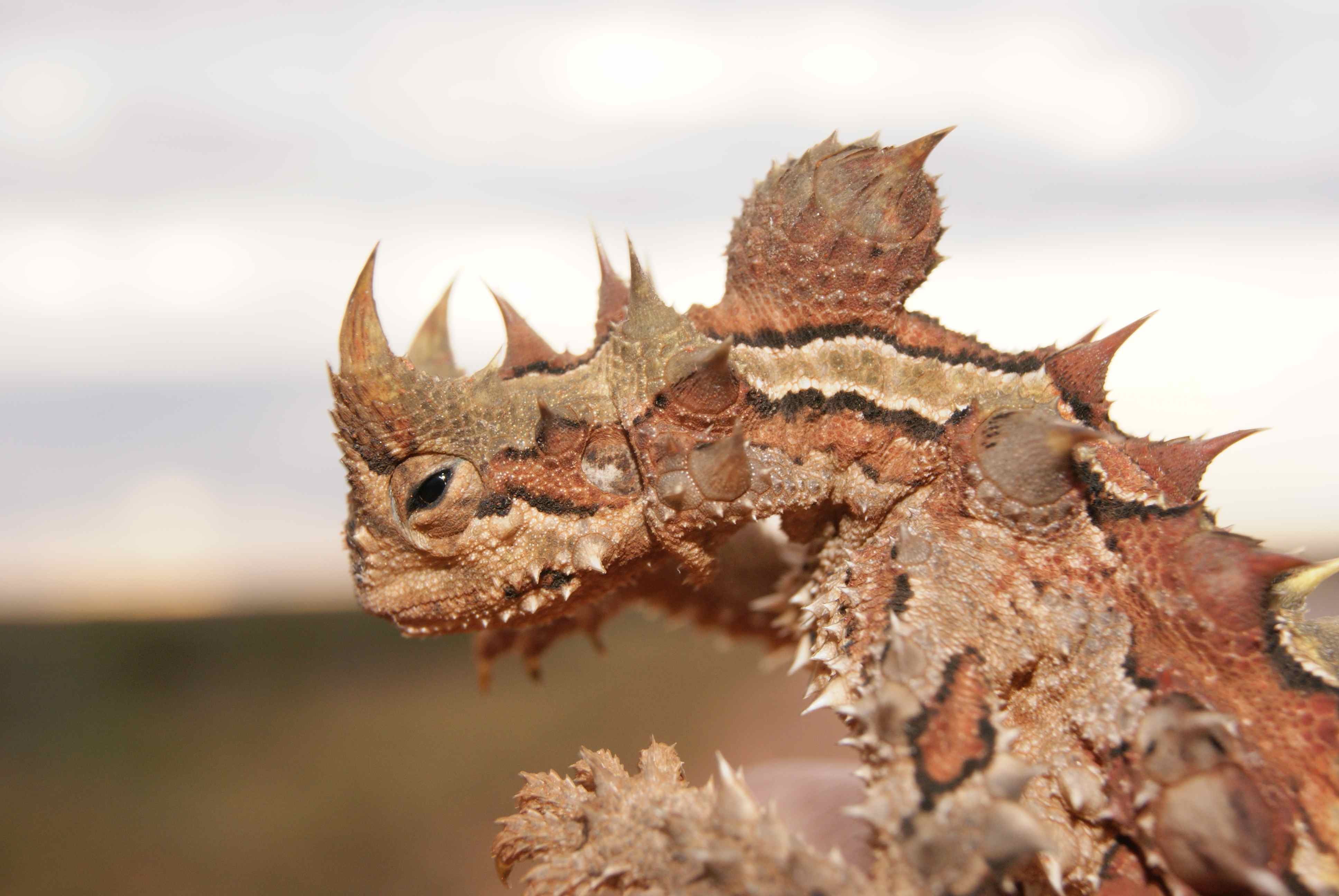 Images of Thorny Devil | 3872x2592