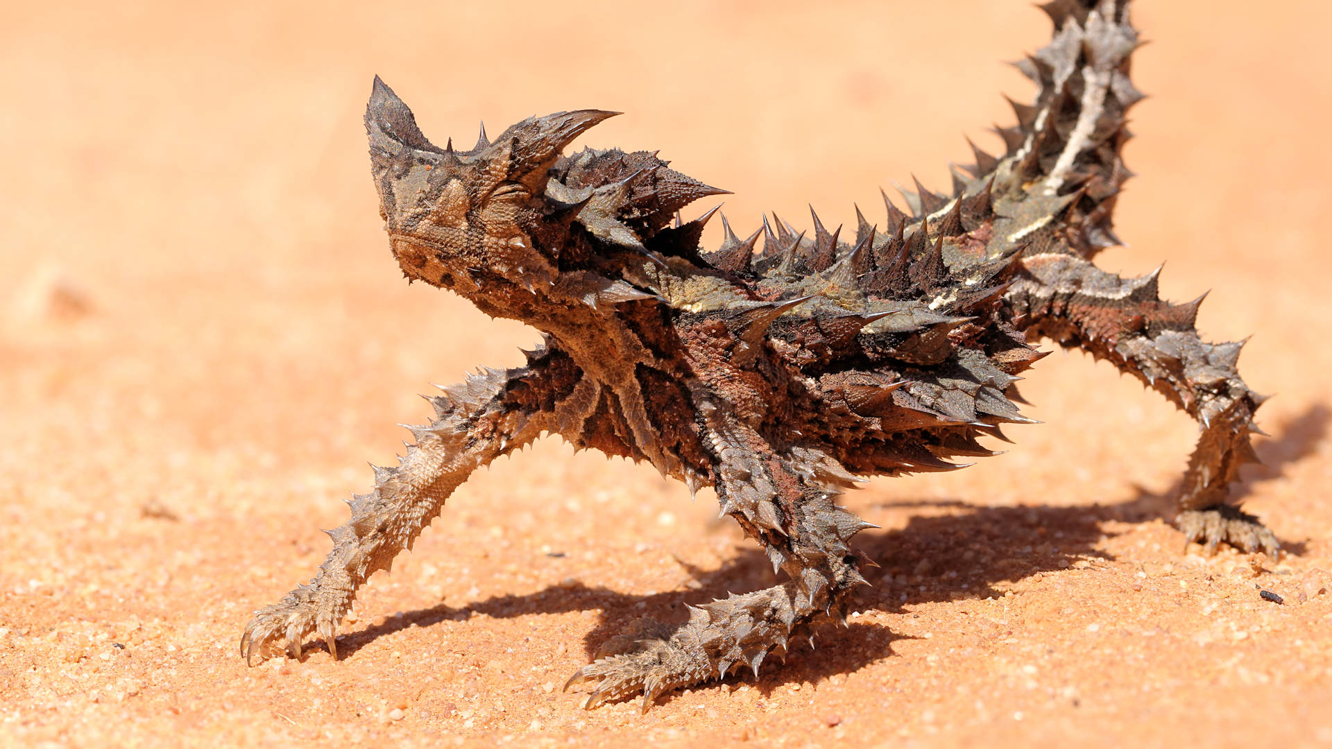 Thorny Devil Backgrounds on Wallpapers Vista