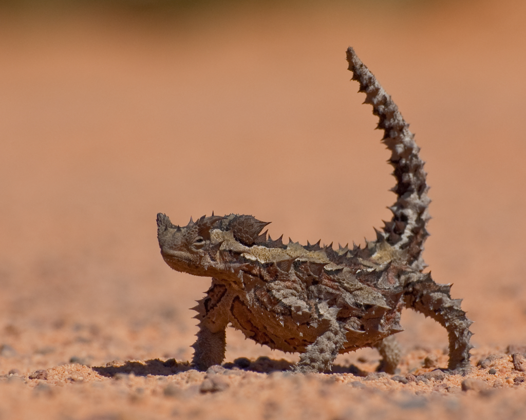 Nice wallpapers Thorny Devil 1024x818px