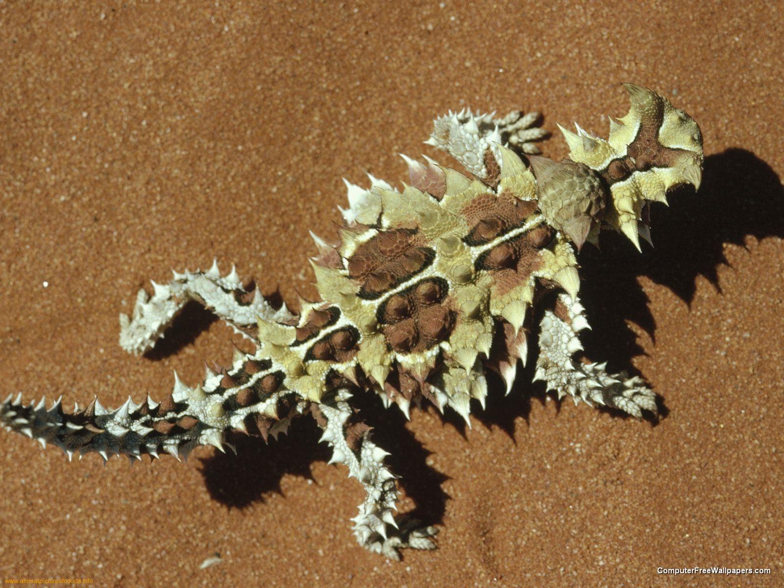 Nice wallpapers Thorny Devil 1600x1200px
