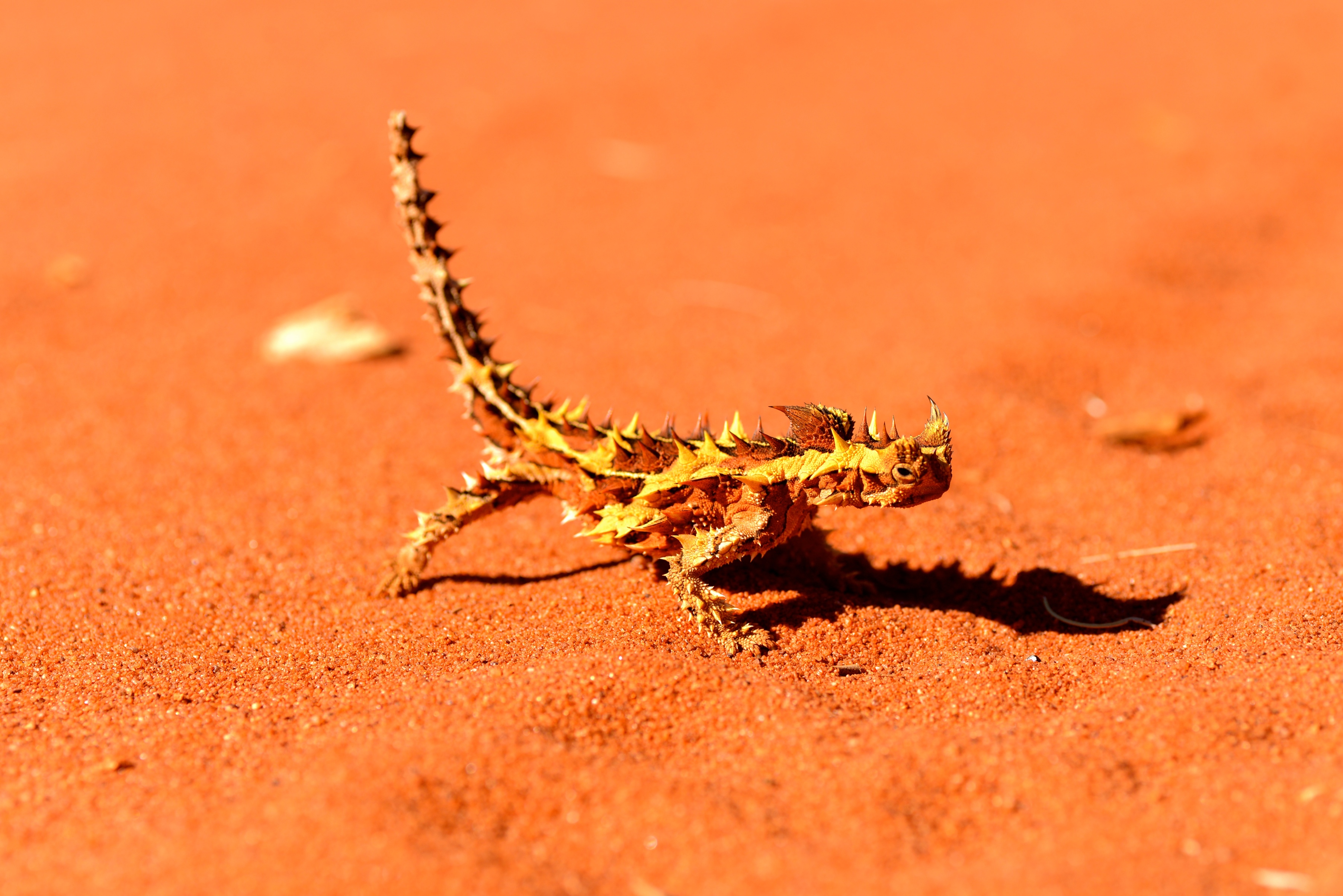 HD Quality Wallpaper | Collection: Animal, 3610x2410 Thorny Devil