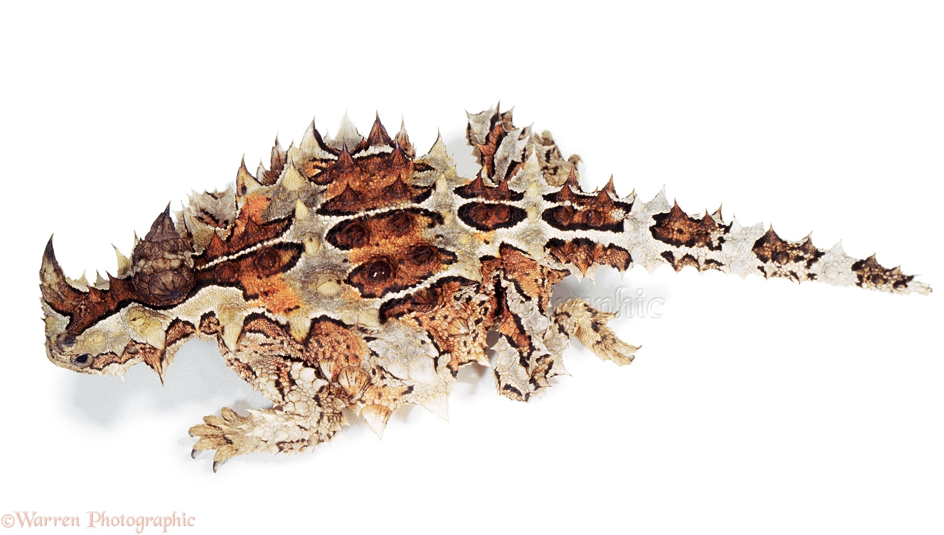 1920x1089 > Thorny Devil Wallpapers