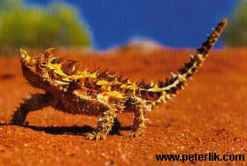 Thorny Devil Backgrounds on Wallpapers Vista
