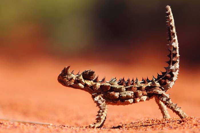 Thorny Devil High Quality Background on Wallpapers Vista
