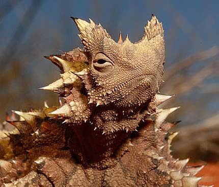 HD Quality Wallpaper | Collection: Animal, 430x366 Thorny Devil
