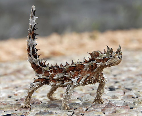 Amazing Thorny Devil Pictures & Backgrounds