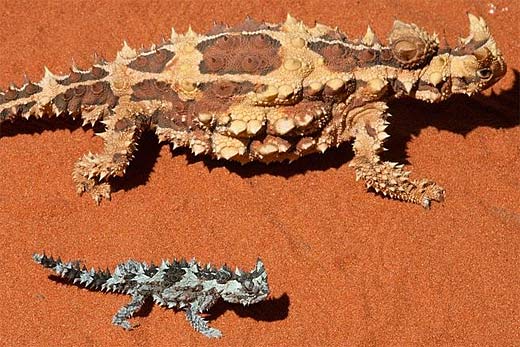 Thorny Devil High Quality Background on Wallpapers Vista