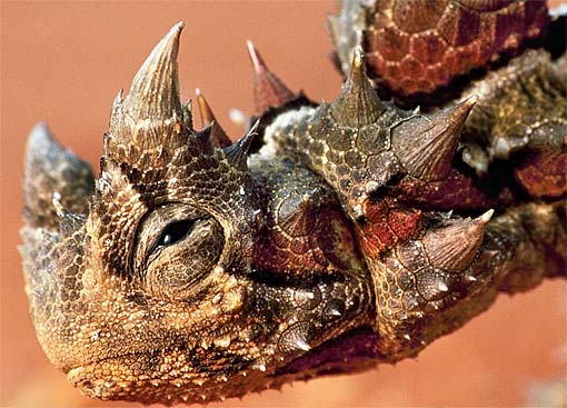Nice Images Collection: Thorny Devil Desktop Wallpapers