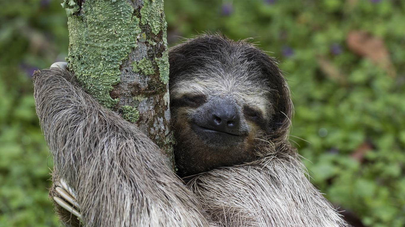 Three-toed Sloth Backgrounds, Compatible - PC, Mobile, Gadgets| 1366x768 px