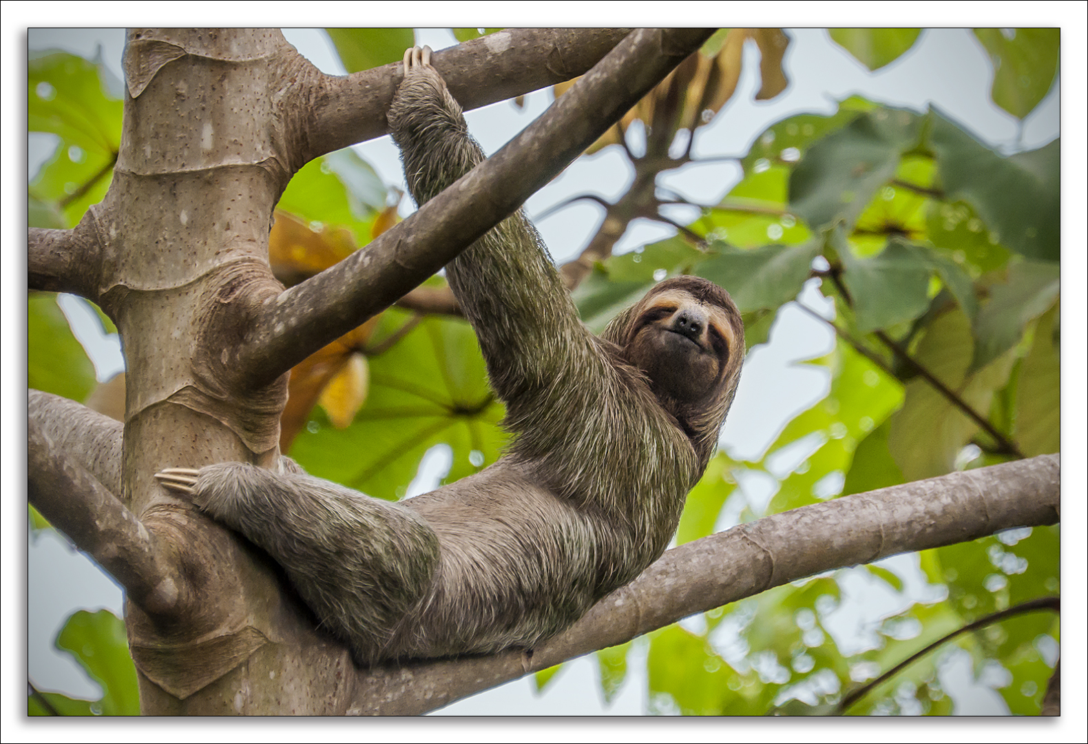 Three-toed Sloth wallpapers, Animal, HQ Three-toed Sloth pictures | 4K ...