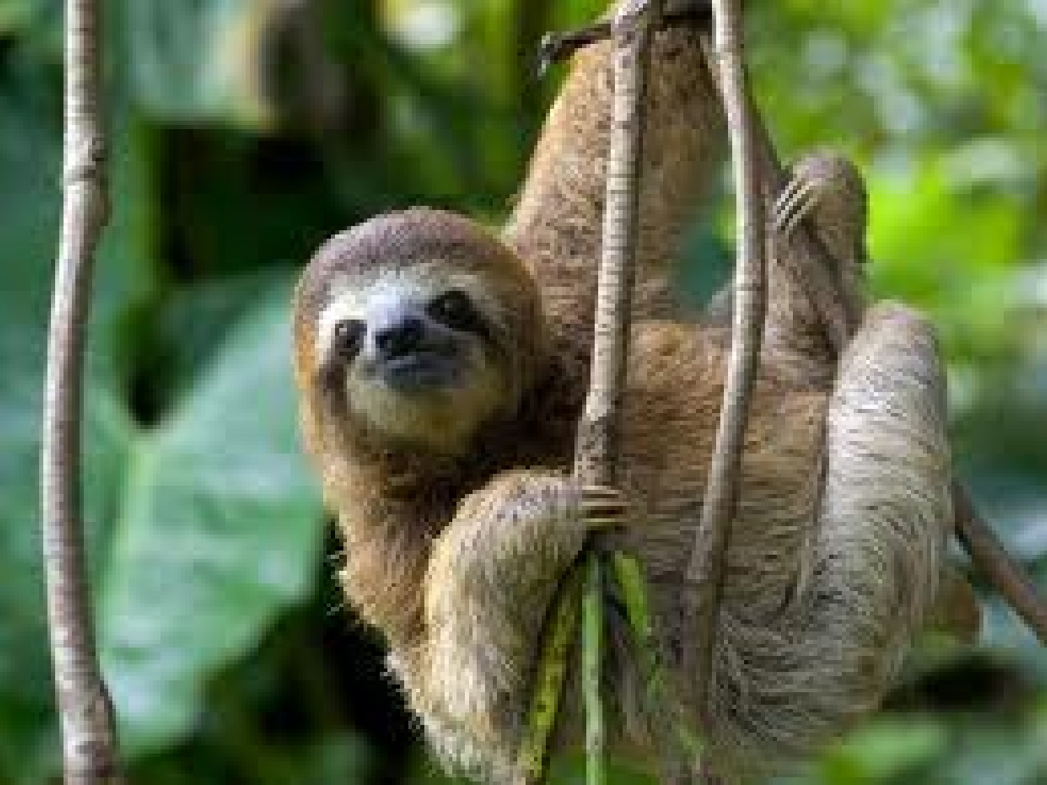 Three-toed Sloth High Quality Background on Wallpapers Vista