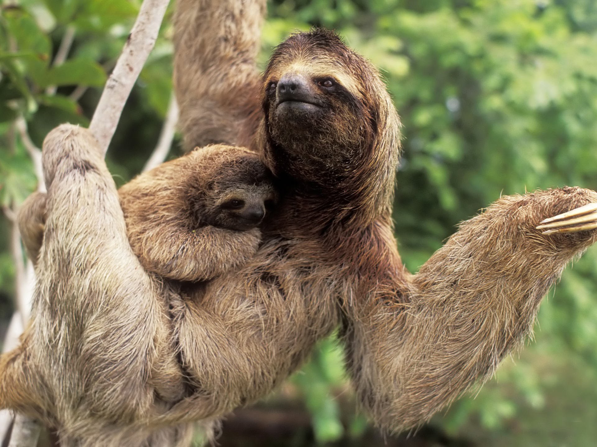 1920x1440 > Three-toed Sloth Wallpapers