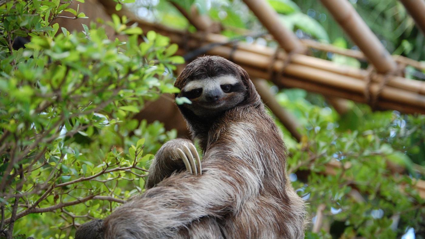 Three-toed Sloth #21