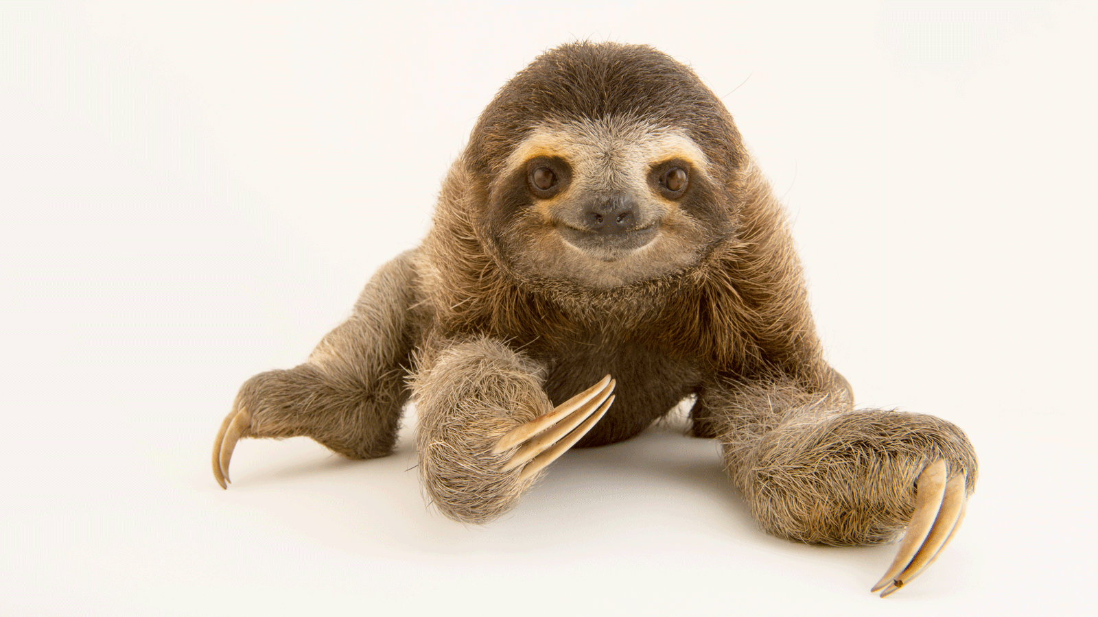 Three-toed Sloth #22