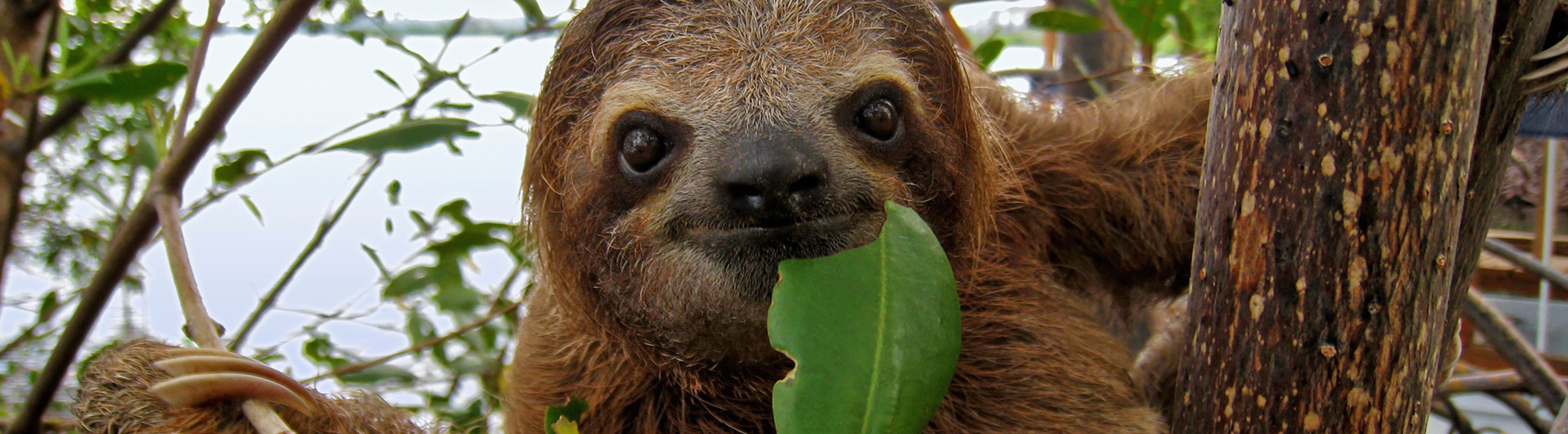 Three-toed Sloth Backgrounds on Wallpapers Vista