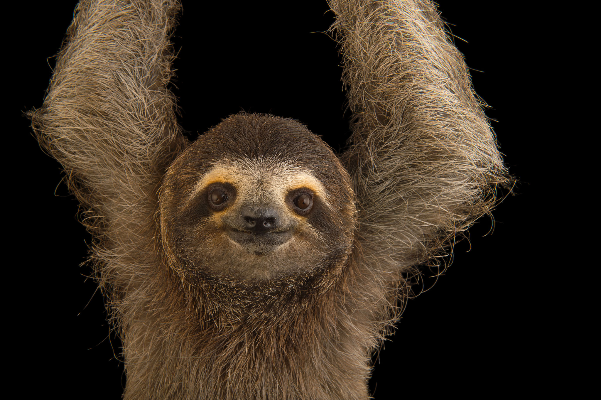 2048x1363 > Three-toed Sloth Wallpapers