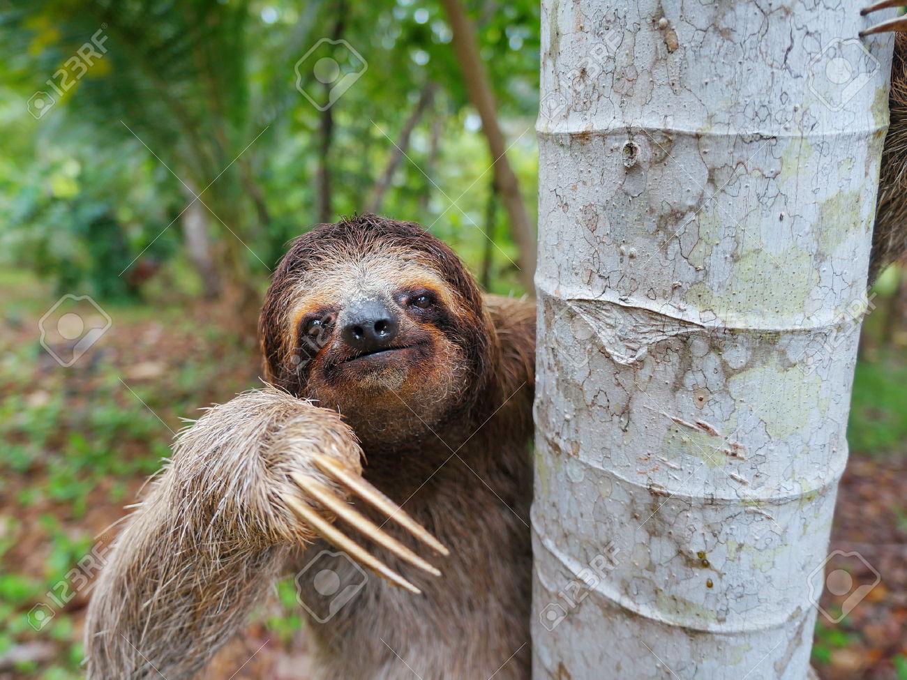 Nice Images Collection: Three-toed Sloth Desktop Wallpapers