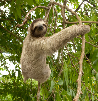 HD Quality Wallpaper | Collection: Animal, 400x409 Three-toed Sloth