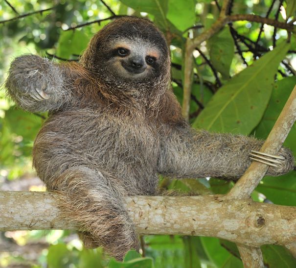 Three-toed Sloth Pics, Animal Collection