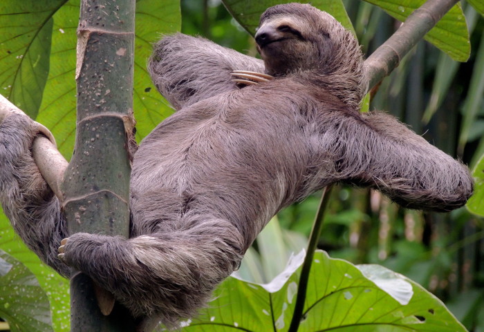 Nice Images Collection: Three-toed Sloth Desktop Wallpapers