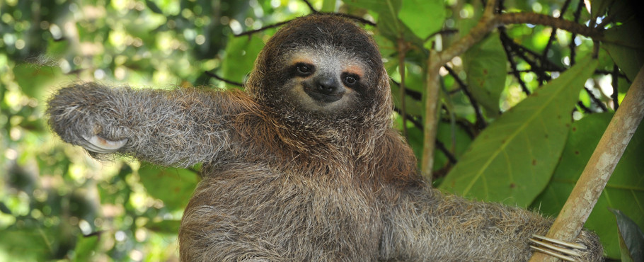 Three-toed Sloth High Quality Background on Wallpapers Vista
