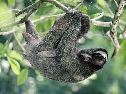 Nice wallpapers Three-toed Sloth 480x360px