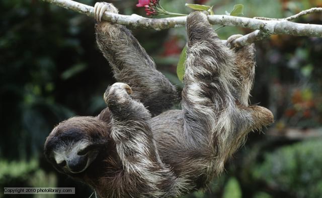 Three-toed Sloth #10