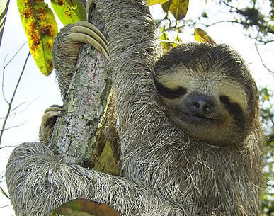 Three-toed Sloth #1