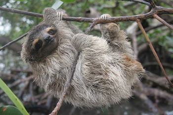 Three-toed Sloth Backgrounds, Compatible - PC, Mobile, Gadgets| 350x233 px