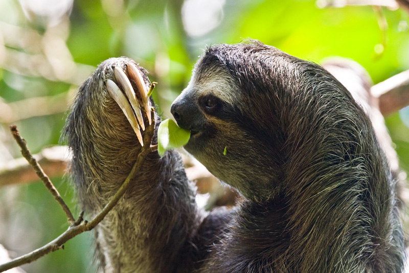 Three-toed Sloth #8