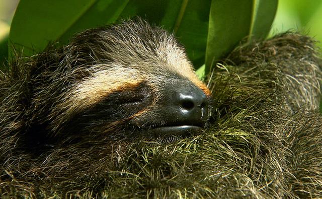 Three-toed Sloth #5