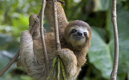 Images of Three-toed Sloth | 432x269