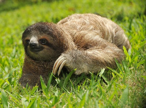 Three-toed Sloth #11