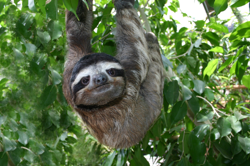 Images of Three-toed Sloth | 800x533