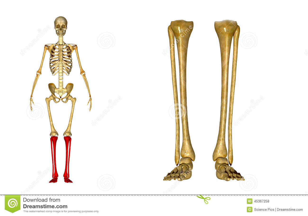 Скелет берцовая кость