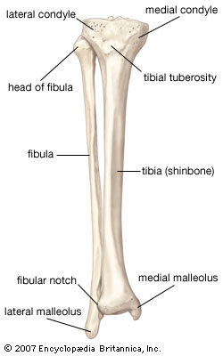 Tibia Pics, Video Game Collection