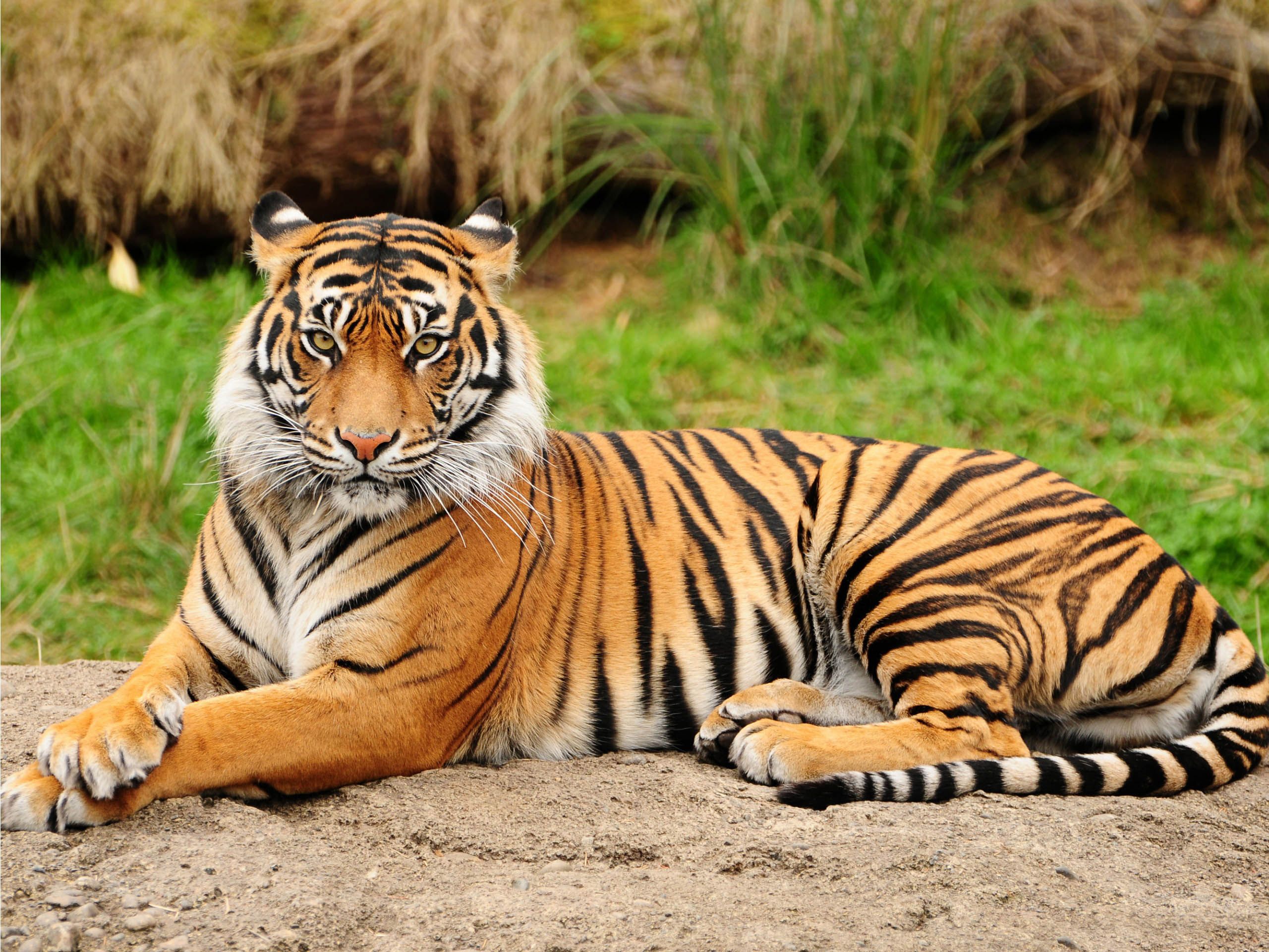Nice Images Collection: Tiger Desktop Wallpapers