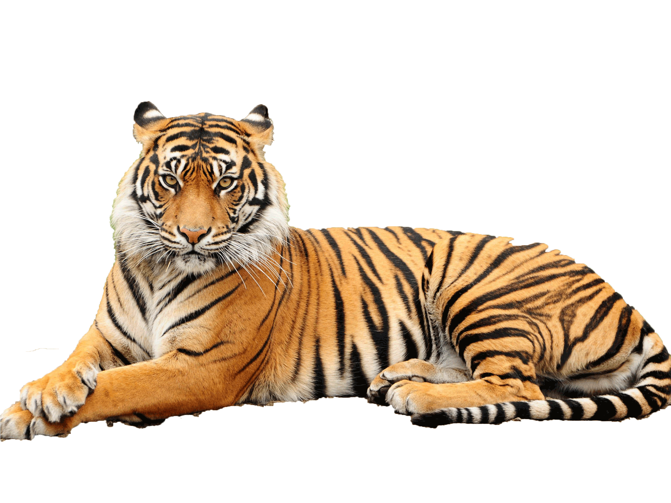 Tiger High Quality Background on Wallpapers Vista