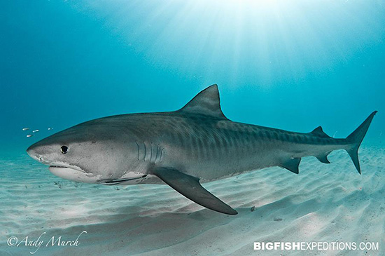 Nice Images Collection: Tiger Shark Desktop Wallpapers