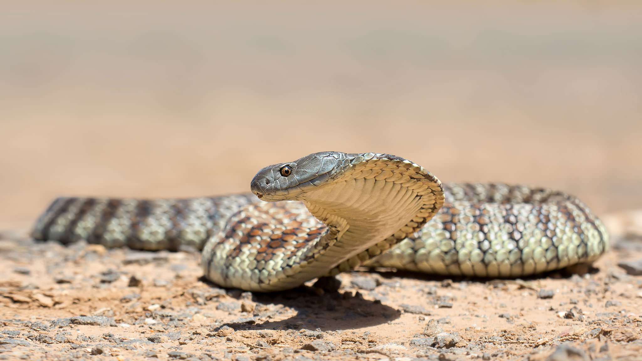 Nice wallpapers Tiger Snake 2048x1152px