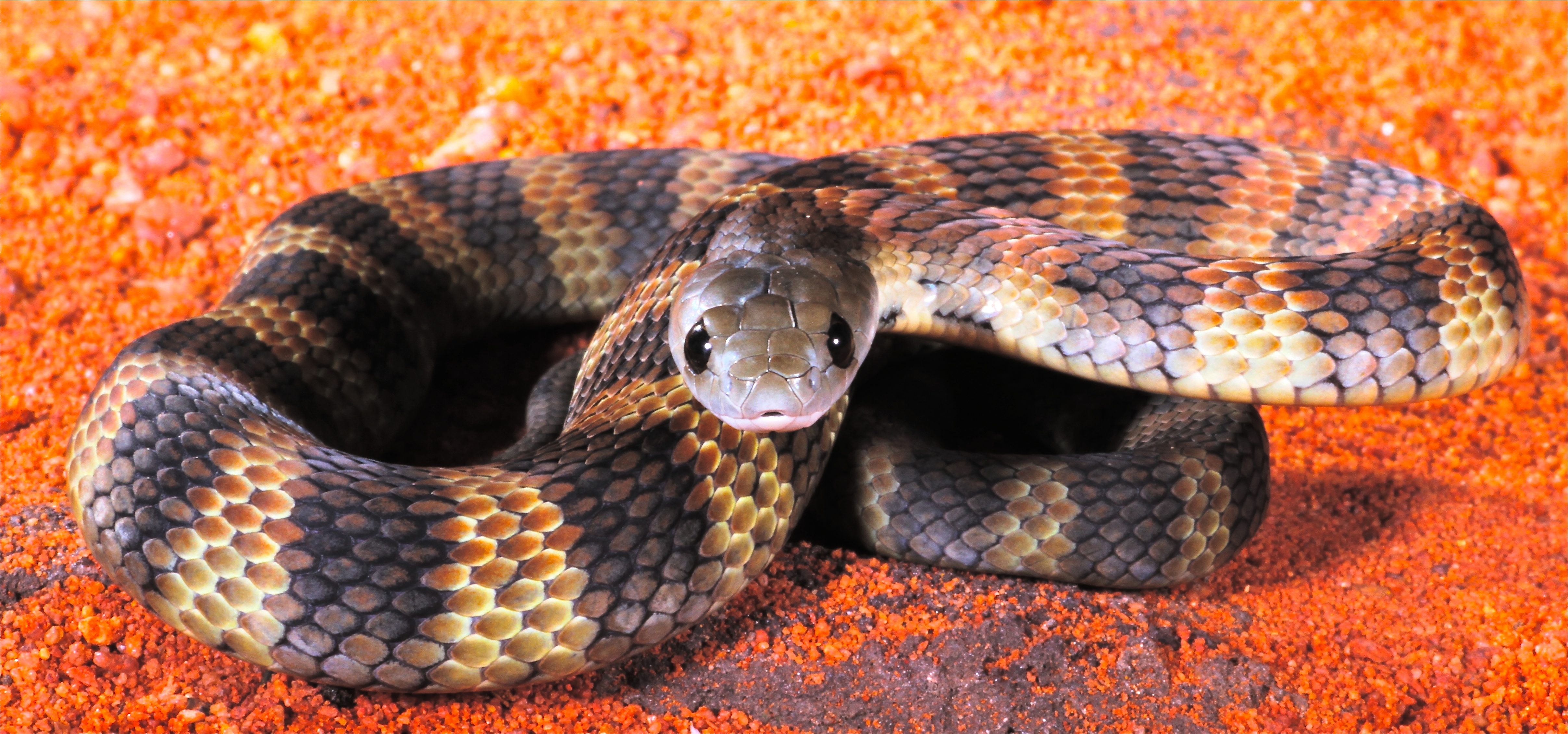 Nice wallpapers Tiger Snake 4830x2261px