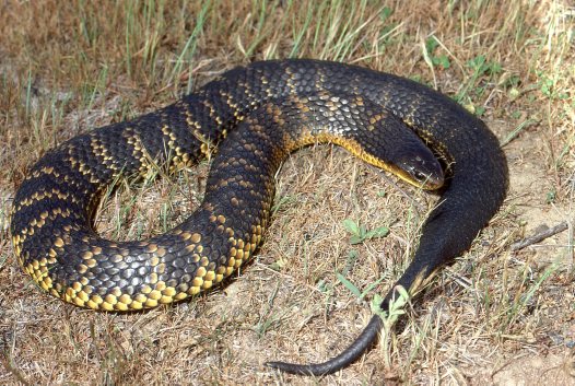 Nice wallpapers Tiger Snake 526x353px