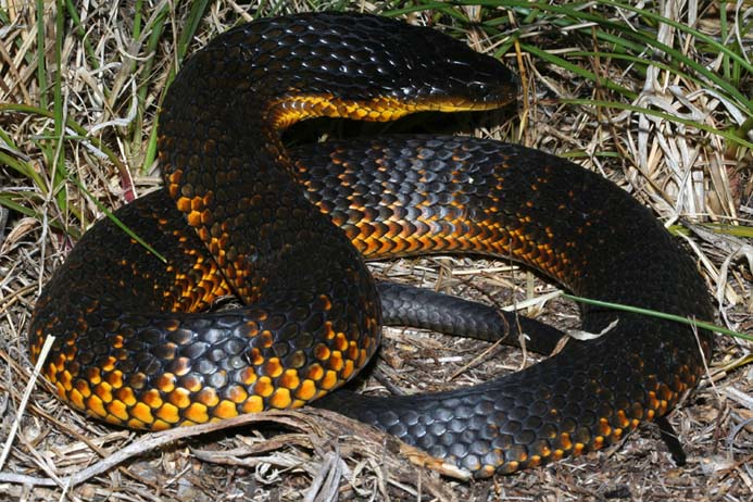Tiger Snake High Quality Background on Wallpapers Vista