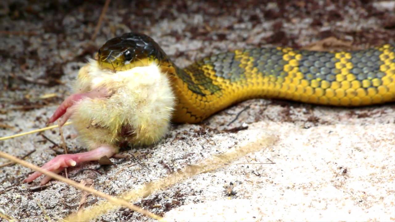 Nice wallpapers Tiger Snake 1280x720px